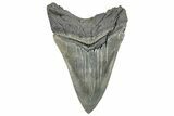 Serrated, Fossil Megalodon Tooth - South Carolina #289320-1